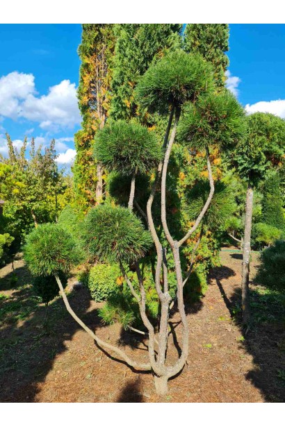 Сосна гірська Варелла (штамб) опис